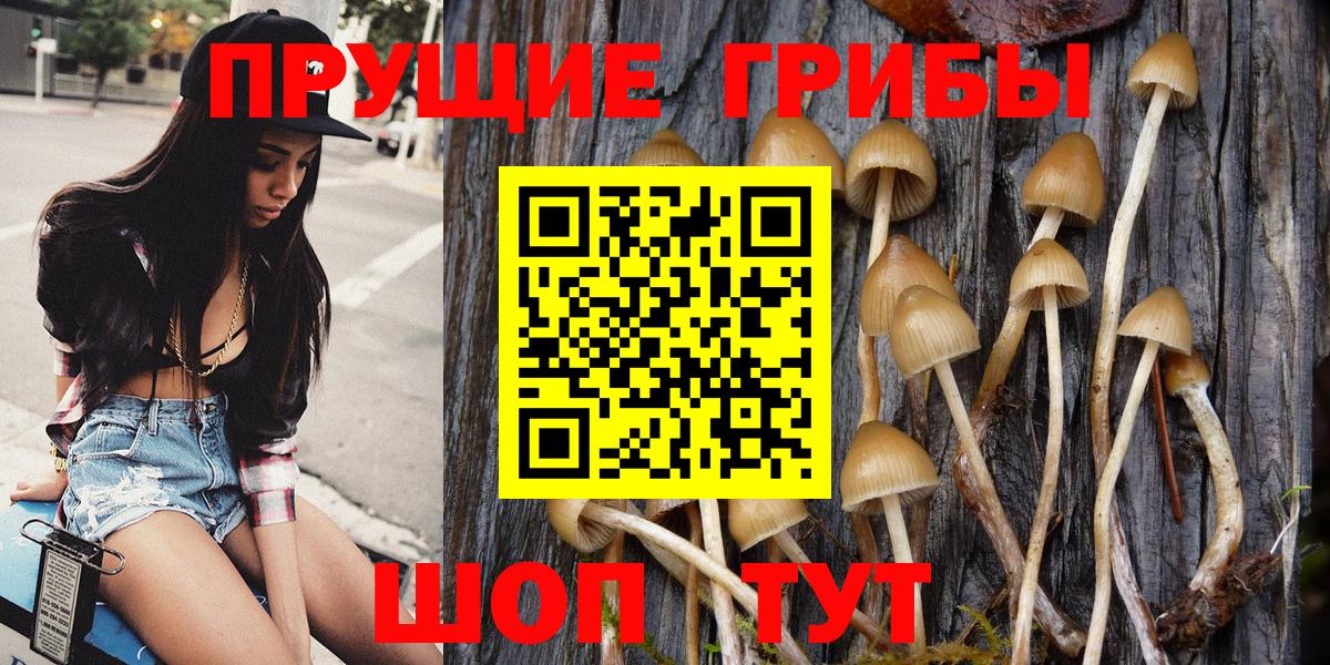 Менделеевск  цена   Вход с VPN  Псилоцибиновые грибы Psilocybine cubensis 